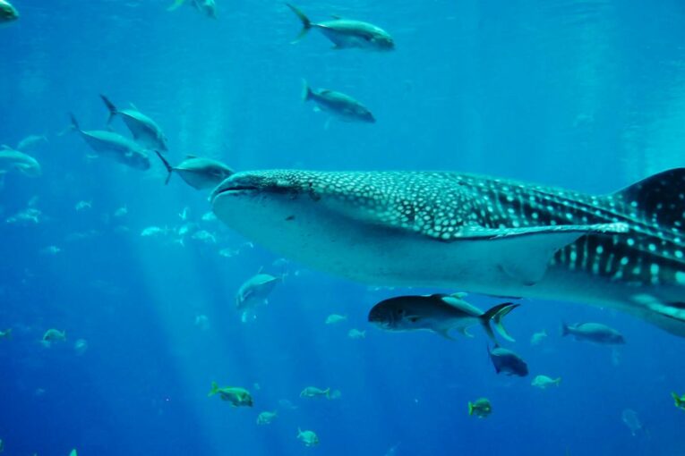 Esri and National Geographic launch Storytelling Challenge to inspire Ocean Conservation