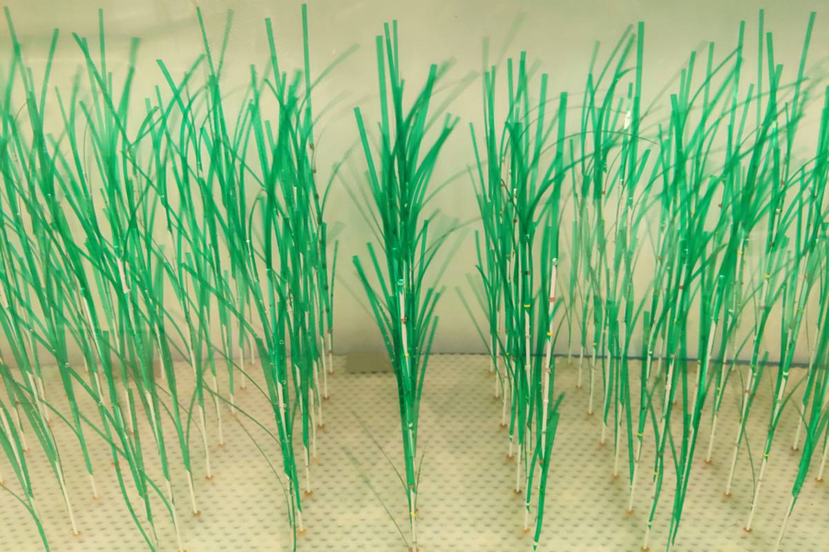 A new MIT study provides greater detail about how thes protective benefits of marsh plants work under real-world conditions shaped by waves and currents. The simulated plants used in lab experiments were designed based on Spartina alterniflora, which is a common coastal marsh plant. Credits:Credit: Xiaoxia Zhang