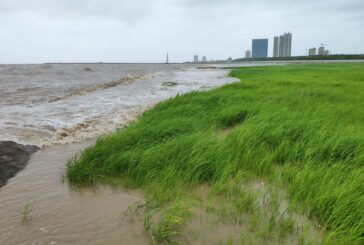 MIT studies how marsh grass protects shorelines