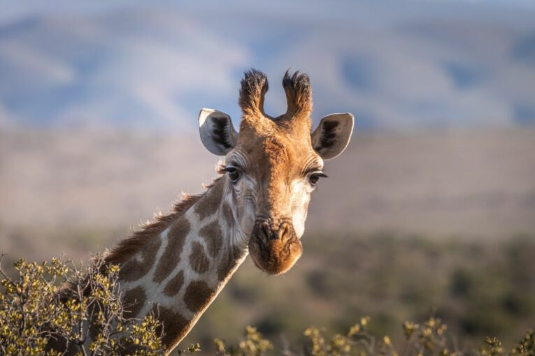 The impact of major new road infrastructure on sub-Saharan Africa ecosystems