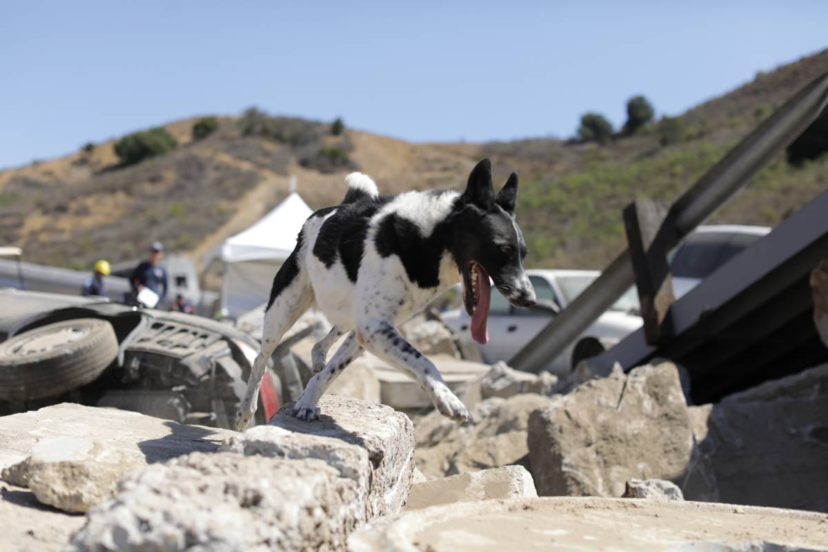 Bobcat partners with National Disaster Search Dog Foundation