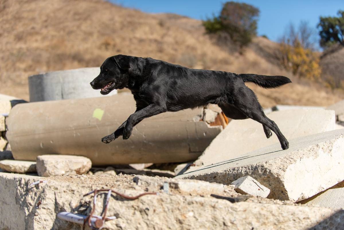 Bobcat partners with National Disaster Search Dog Foundation