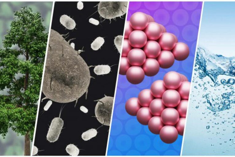 Chemical researchers invent petroleum-like liquids from plants