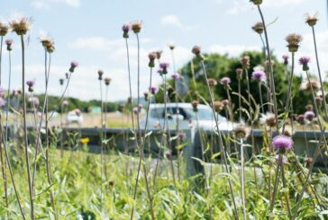 The Wildlife Trusts and National Highways boosting biodiversity across England