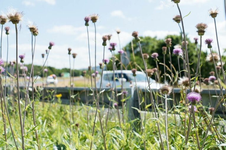 The Wildlife Trusts and National Highways boosting biodiversity across England