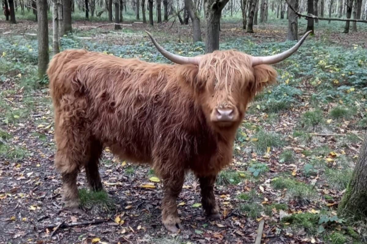 The projects will help create, restore and connect places for wildflowers, trees and wildlife, where the environment has been impacted by historic road building. Conservation grazing Highland cattle help create nature rich habitat. (c) Beds, Cambs, & Northants Wildlife Trust