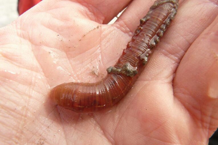 Australian Scientists discover Superworms that can munch through Plastic Waste