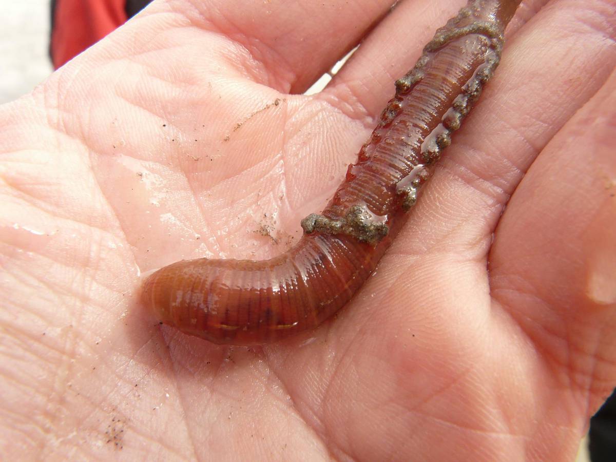 Australian Scientists discover Superworms that can munch through Plastic Waste