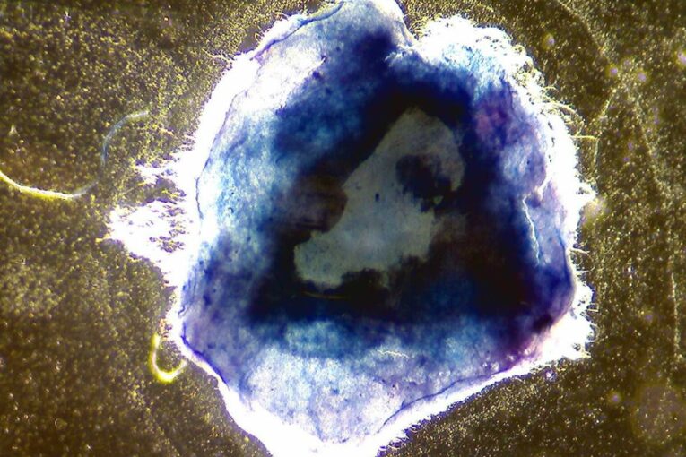 Scientists develop super strength material inspired by Limpets