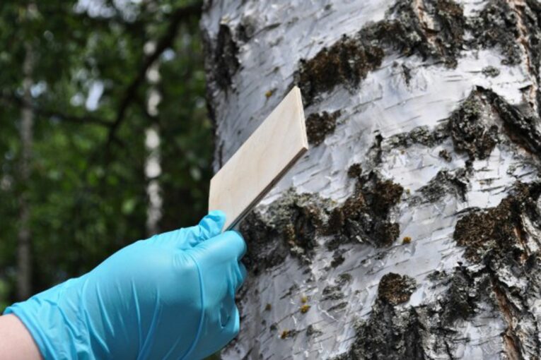 Harmful wood adhesives could be replaced with Finnish Eco-glue