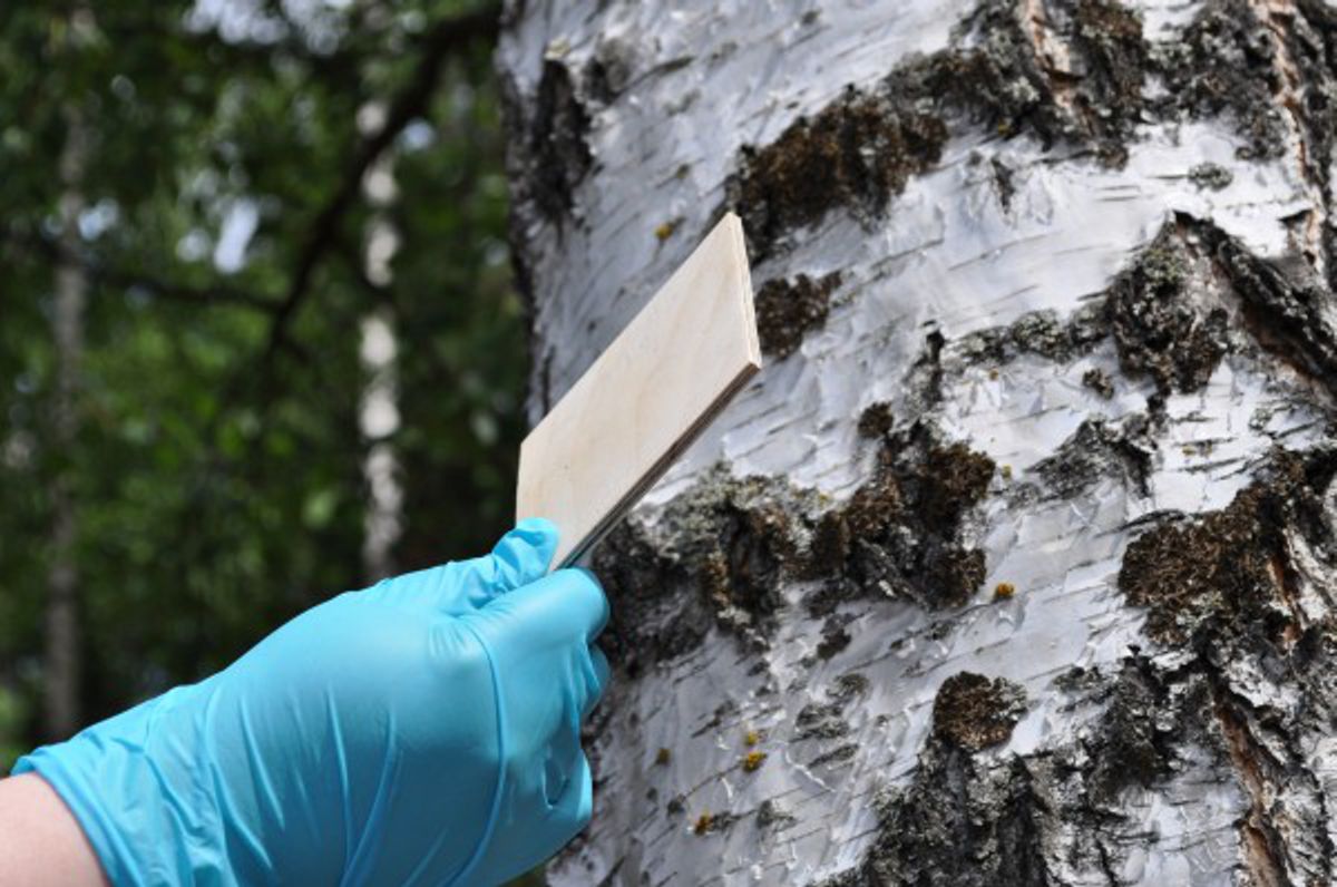 Harmful wood adhesives could be replaced with Finnish Eco-glue
