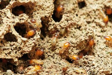 Research into termites could lead to new Architected Materials