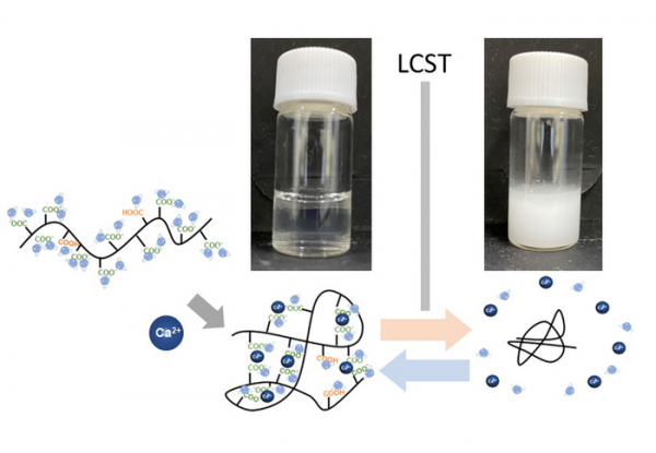 Credit: Harada, OMU The novel thermoresponsive polymer was created by adding ions to polymers and aqueous solutions. Its thermoresponsiveness can easily be controlled by changing the type and mixing ratio of ionic species.