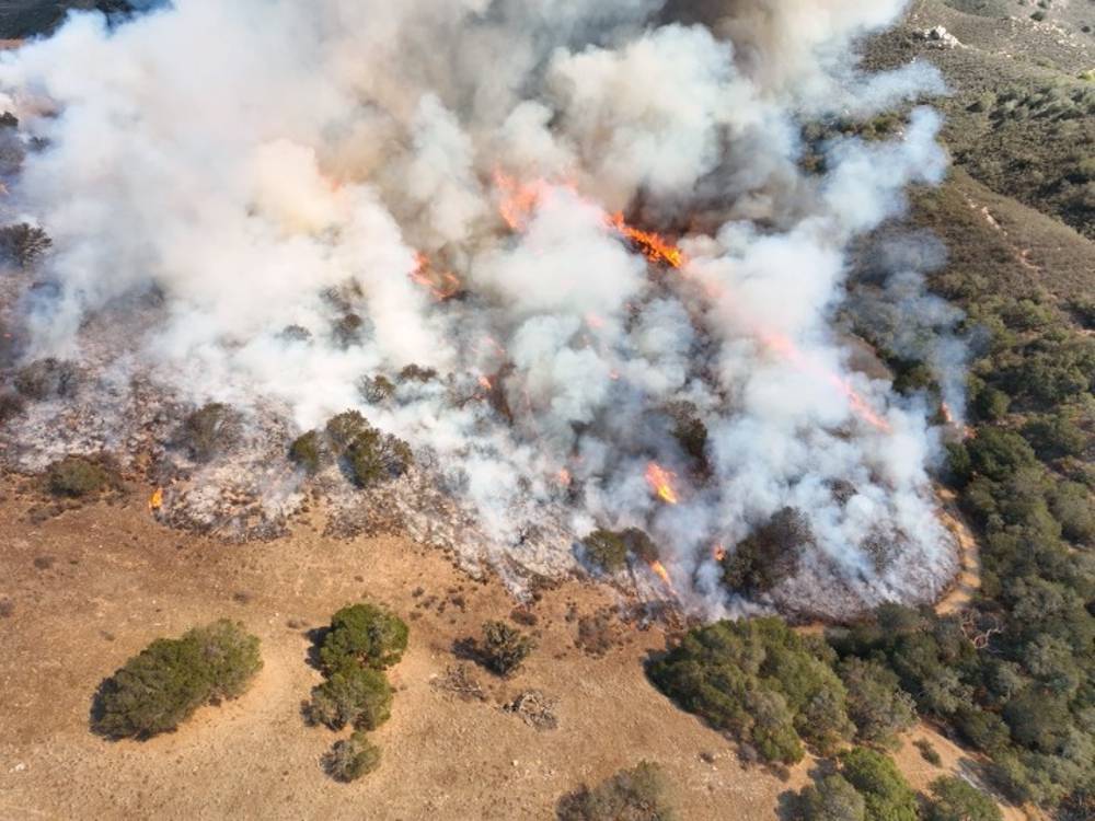 Hexion ArmorBuilt™ could protect Trees from Wildfires