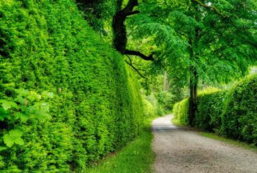 Harmful ultrafine particle pollution reduced by Roadside Hedges