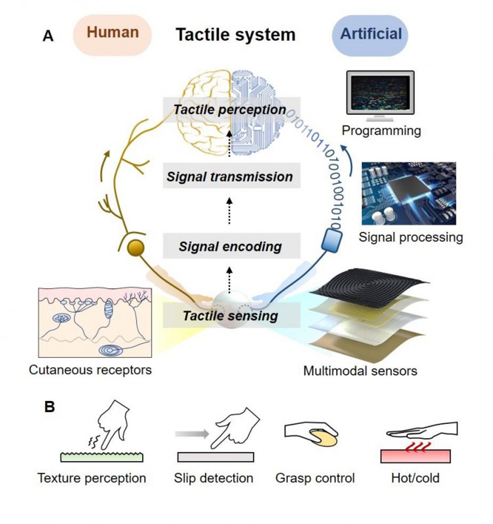 Schematics of the tactile systems. (A) Schematics of the human and artificial tactile systems. (B) Examples of the functions of tactile systems.