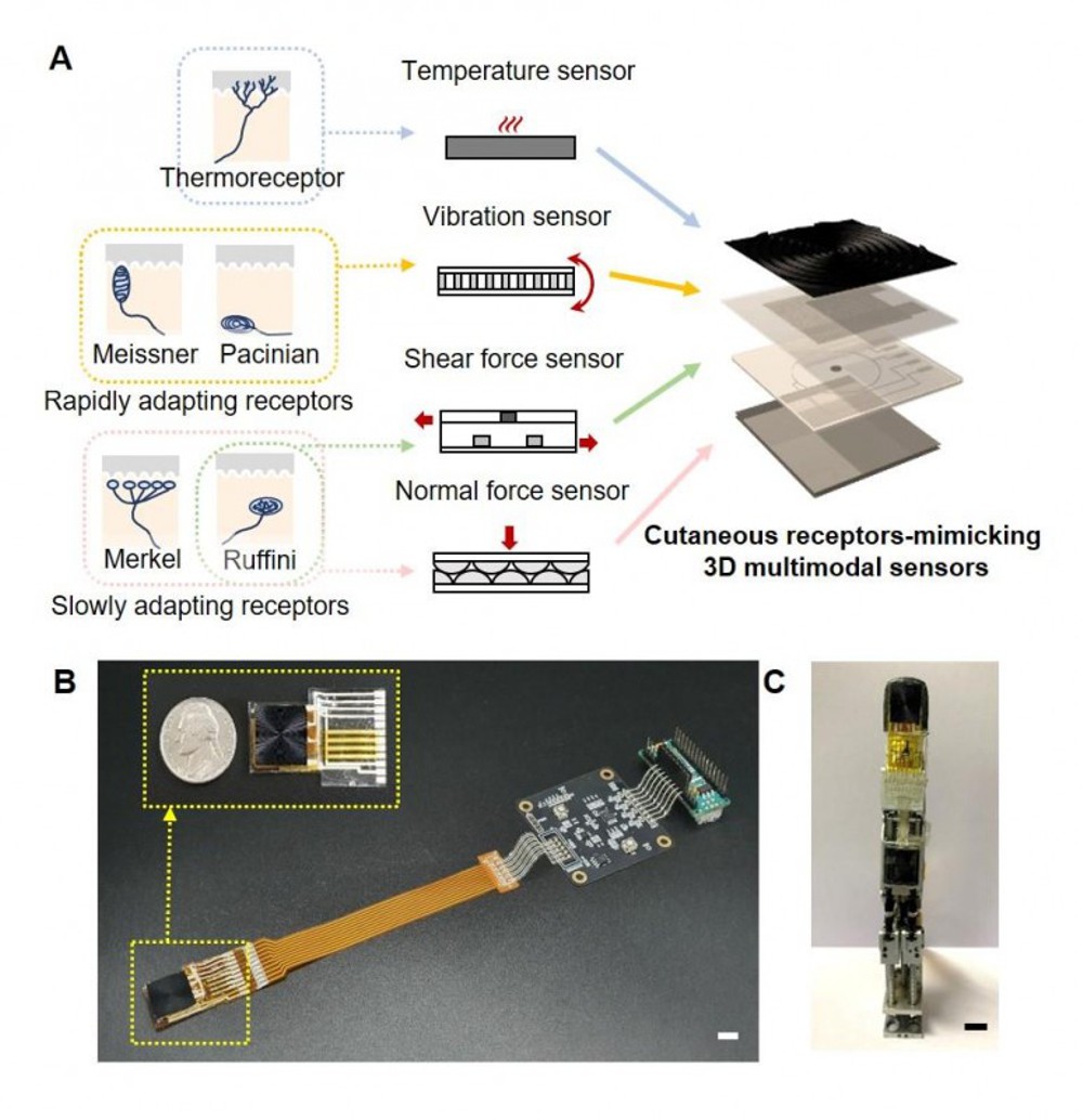 Credit: Korea Institute of Machinery and Materials (KIMM) Cutaneous receptors-mimicking sensors. (A) Schematics of the cutaneous receptors and proposed multimodal sensors. (B) Photographs of the 3D integrated sensors connected to the flexible 3D interconnection system. (C) Photograph of the 3D integrated sensors mounted on a robotic finger. The scale bars show 1 cm.