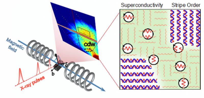 Credit: Image courtesy of Stanford University Researchers combined high magnetic fields with X-ray scattering to reveal the connection between superconducting vortices (black circles), charge density waves (red wiggles), and spin density waves (blue wiggles) in a cuprate superconductor.