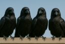 5 Best Humane Bird Control Solutions for Open-Air Spaces in 2025