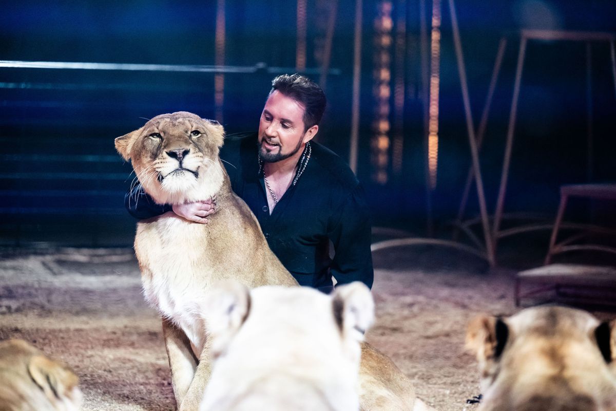 Putting A Powerful Bobcat To Work Under The Big Top