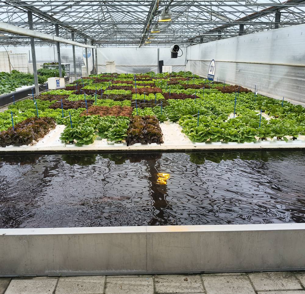 Dry Hydroponics and LocalDutch Aim to Automate Local Food Production