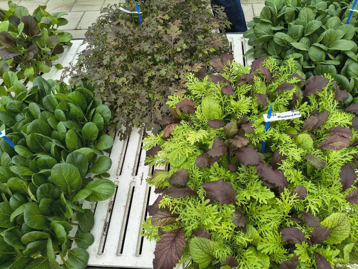 Dry Hydroponics and LocalDutch Aim to Automate Local Food Production