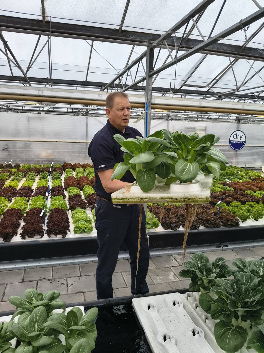 Dry Hydroponics and LocalDutch Aim to Automate Local Food Production