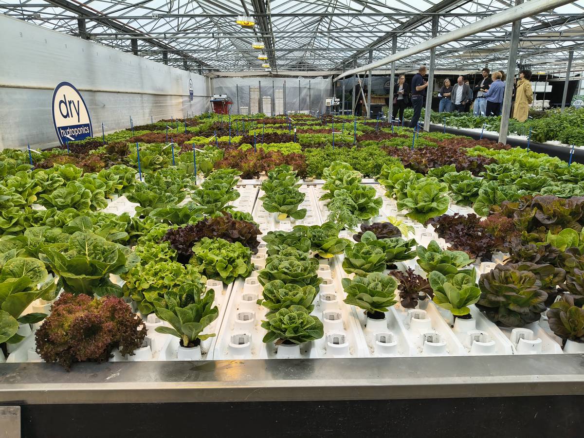 Dry Hydroponics and LocalDutch Aim to Automate Local Food Production