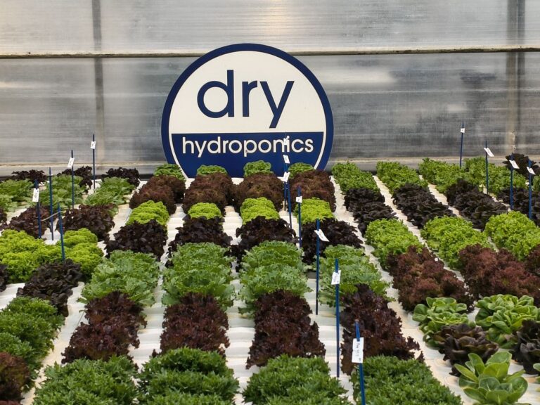 Dry Hydroponics and LocalDutch Bring Smart Farming to the Smart City