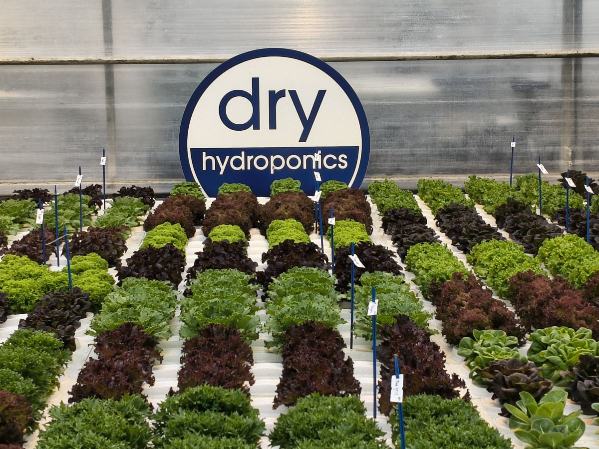 Dry Hydroponics and LocalDutch Bring Smart Farming to the Smart City